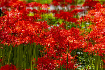 奥久慈茶の里公園　彼岸花風景
