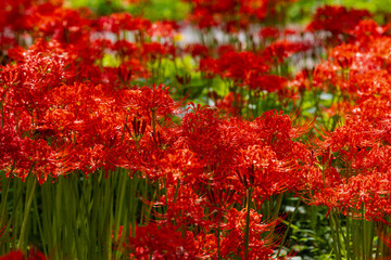奥久慈茶の里公園　彼岸花風景