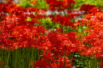 奥久慈茶の里公園　彼岸花風景