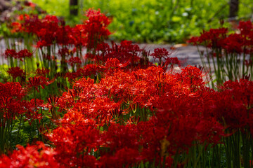奥久慈茶の里公園　彼岸花風景