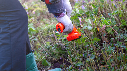 Fototapeta premium Bush trimmer handheld electric close-up, Gardener's work tool close-up, tinted image, sun flare, copy space, garden care.