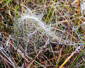 macro photo with wonderful spider webs, close-up view, delicate nature formation