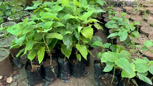 Tamarillo tomato tree small plants in greenhouse