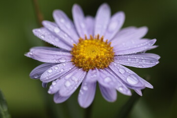 Fototapeta premium aster flower after rain close up