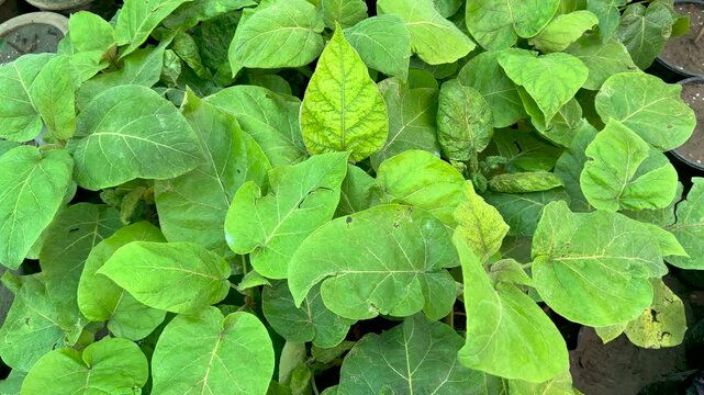 Top view of tamarillo small plants green leaves