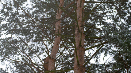 A tree with a lot of branches and leaves. The branches are brown and the leaves are bare. The tree is surrounded by snow, which gives the image a cold and desolate feeling