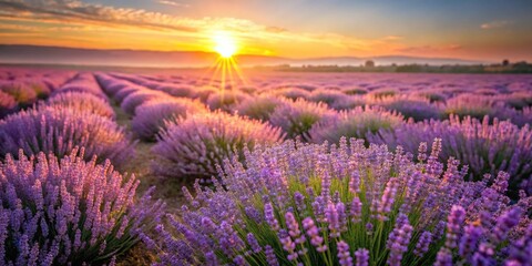 Fototapeta premium A serene lavender field with golden sunlight filtering through the delicate purple blooms at dawn, landcape, natural world, peaceful atmosphere, serene landscape