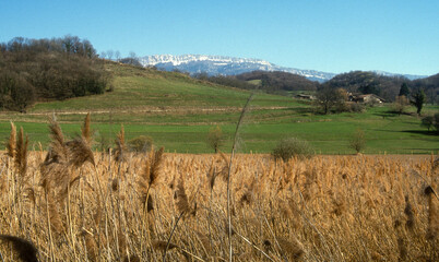 Roseliere, Plateau du Vercors, Parc naturel régional du Vercors, 38, Isère, France