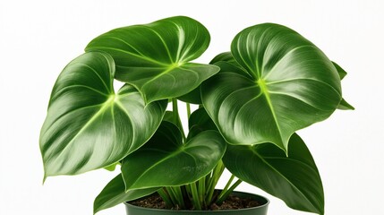 Fototapeta premium Close-up of a lush green philodendron plant with large heart-shaped leaves in a pot on a white background.