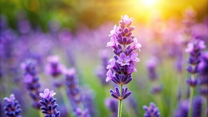 Fototapeta premium A single purple lavender flower blooming in a garden on a warm summer day, lavenders, herbs, bloom, wildflowers, nature