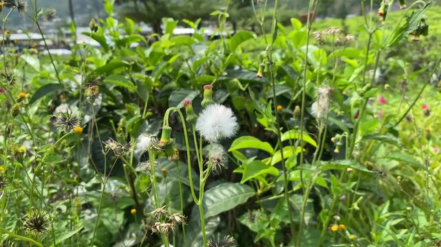 Senecio vulgaris or groundsel, swaying in the wind