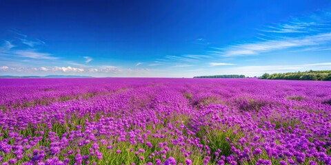 Fototapeta premium A stunning purple wildflower field in full bloom against a clear blue sky, garden, flower, colors, fields, beauty