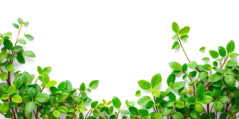 Fototapeta premium A vibrant green plant against a clean white isolated background, green, white background, vibrant