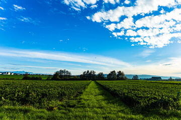 The painting shows a forest The photo was taken before sunset in autumn. It shows beautiful colors this time of year