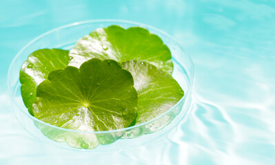 Centella asiatica in blue water