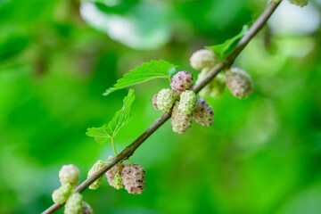 Small black wild white and yellow mulberries with tree branches and green leaves, also known as Morus tree, in a summer garden in a cloudy day, natural background with organic healthy food, .