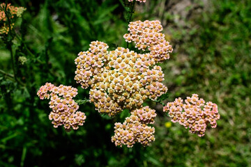 Close up of beautiful vivid pink magenta flowers of Achillea millefolium plant, commonly known as yarrow, in a garden in a sunny summer day.