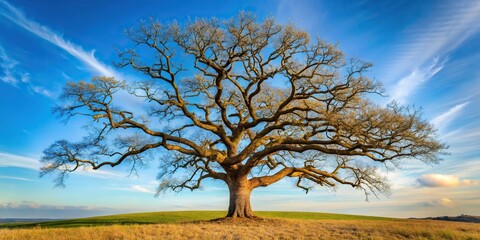 Oak tree with gnarled branches and twisted trunk standing against a blue sky, outdoors, forest