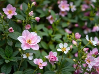 Pink and white flower with large, delicate petals blooming in a garden, botanical, garden, pink