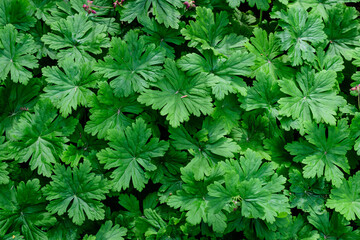 Many vivid green Pelargonium leaves (commonly known as geraniums, pelargoniums or storksbills) and fresh green leaves in small pots in a garden in a sunny spring day, multicolor natural texture.