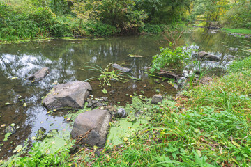 small stream in the forest