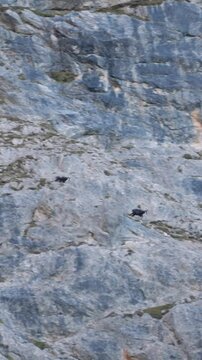 wildlife, mountains, mountain goats, sunrise, nature, austria, rocky cliffs, alpine, wilderness, animals, scenic, foggy, outdoors, majestic, rugged, landscape, adventure, natural habitat, highlands, 

