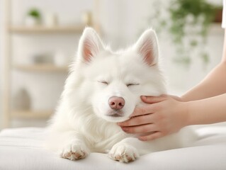 A serene white dog enjoying a gentle touch, embodying comfort and relaxation in a peaceful indoor setting.