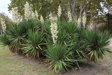 Massif de Yucca Filaments en fleurs