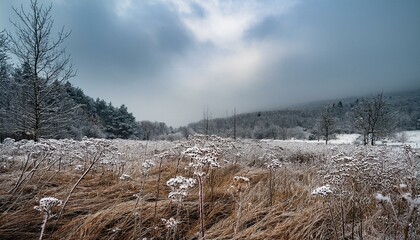 初冬の薄曇りの日、枯れた野草が雪の結晶を纏ったメランコリックな荒れ地の風景
