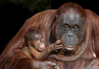 Fototapeta premium Closeup of a mother orangutan holding her baby in the wild