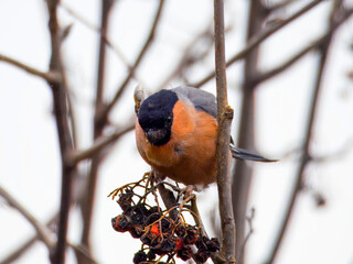 Male bullfinch in close-up sitting on a rowan branch with red berries