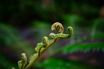 Tendrils of plants by taking very close up shots