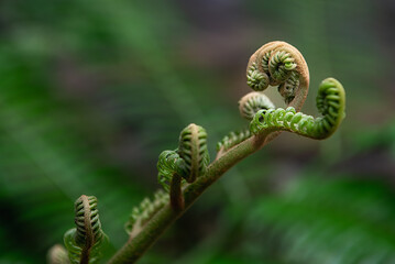 Tendrils of plants by taking very close up shots
