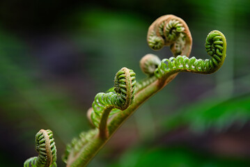 Tendrils of plants by taking very close up shots