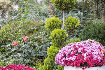 In a beautiful garden, a potted plant is filled with lovely pink flowers