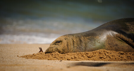 Hawaiian Monk Seal sleeping on an Oahu beach in the morning.  © everydoghasastory