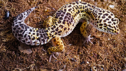 Close-up of a leopard gecko, a popular exotic pet with vibrant, spotted skin, scales, and unique...