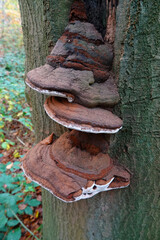 Closeup on the artist's bracket fungus or conk, Ganoderma applanatum on Tree Trunk in Forest