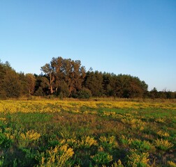 autumn landscape with trees