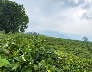 Beautiful view of tea plantations for the Chithirapuram View Point, Munnar, Kerala