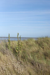 path to the beach
