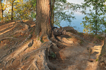 tree trunk in the forest