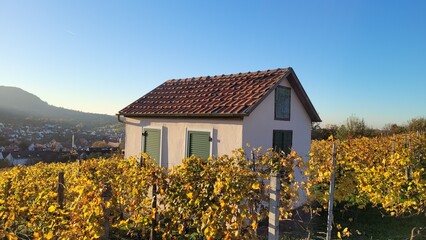 Vineyard hut surrounded by yellow colored vineyards during evening. Blue sky and the German City of Neuffen is in the background.