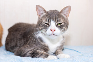 A fluffy gray and white cat is laying comfortably on a blue blanket