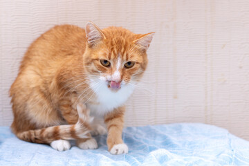 An orange and white cat, amusingly, has its tongue hanging out