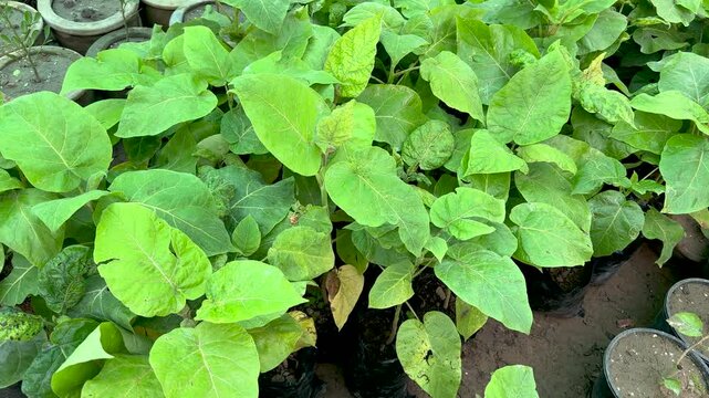 Tamarillo tomato tree saplings in plant nursery. Top view.
