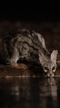 Vertical video - a genet drinking water at night.