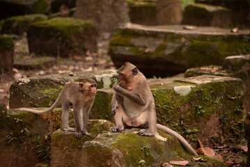 Fototapeta premium Monkeys on Angkor temple ruins in Cambodia
