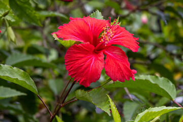 The bright red hibiscus (Thespesia Grandi Flora) or (Hibiscus rosa-sinensis) is the national flower of Malaysia, Haiti, and Puerto Rico—a high-resolution image taken in Myanmar. © MinBaMyaing