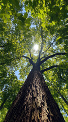 Naklejka premium A towering tree reaches skyward, its impressive trunk and vibrant green leaves framed by bright sunlight and a clear blue sky, symbolizing strength and vitality in nature.
